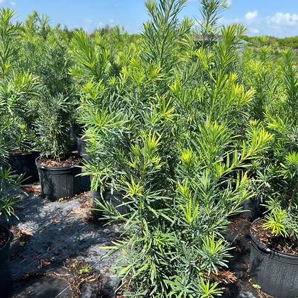 Held for a booked installation later in the week — rows waiting on a job at Green Nursery LLC, Miami, Florida