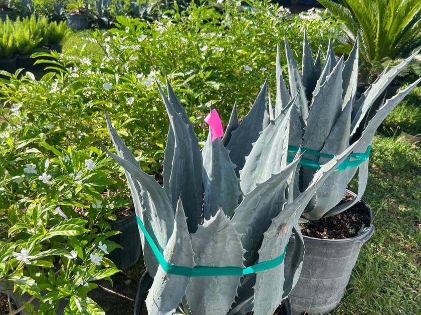 Established landscape planting stock in the growing rows at Green Nursery, Miami-Dade