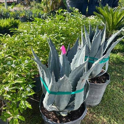 Consistent calliper and habit across the whole run — uniform hedge grade at Green Nursery LLC, Miami, Florida