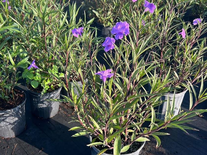 Nursery stock growing through the wet season at Green Nursery LLC, Miami-Dade