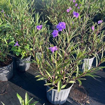 Tight internodes — the sign of a plant grown slowly and properly — close-grown screening stock at Green Nursery LLC, Miami, Florida