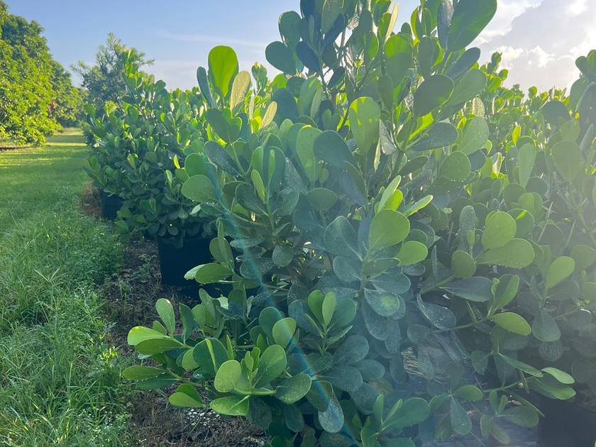 Uniform commercial-grade hedging stock lined out at Green Nursery LLC, Miami