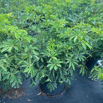 Part-way through the grow-on cycle in southwest Miami-Dade — hedging block, mid-season at Green Nursery LLC, Miami, Florida