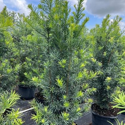 Sorted so the customer gets a matched set, not a mixed bag — shrubs graded for a hedge run at Green Nursery LLC, Miami, Florida