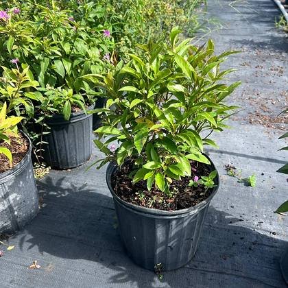 Colour that comes from feeding and watering, not from a spray — deep green foliage, no stress at Green Nursery LLC, Miami, Florida