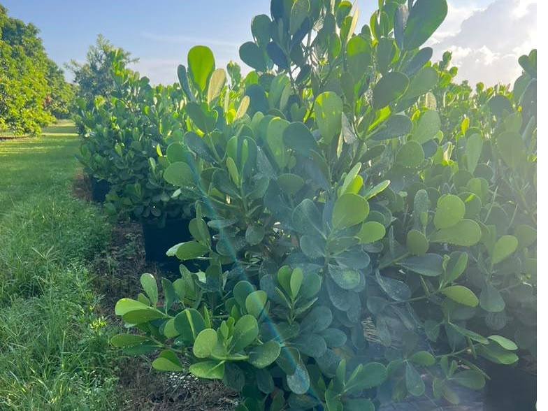 Clusia hedge plant in a nursery container