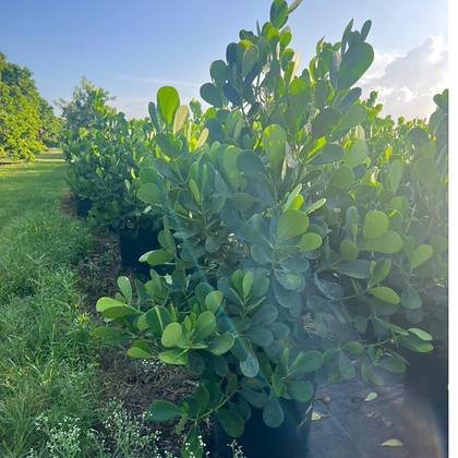 The size most Miami privacy projects start from — screen plants at shipping height at Green Nursery LLC, Miami, Florida