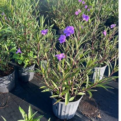 A working nursery yard, not a retail display — hedge stock, wide view at Green Nursery LLC, Miami, Florida
