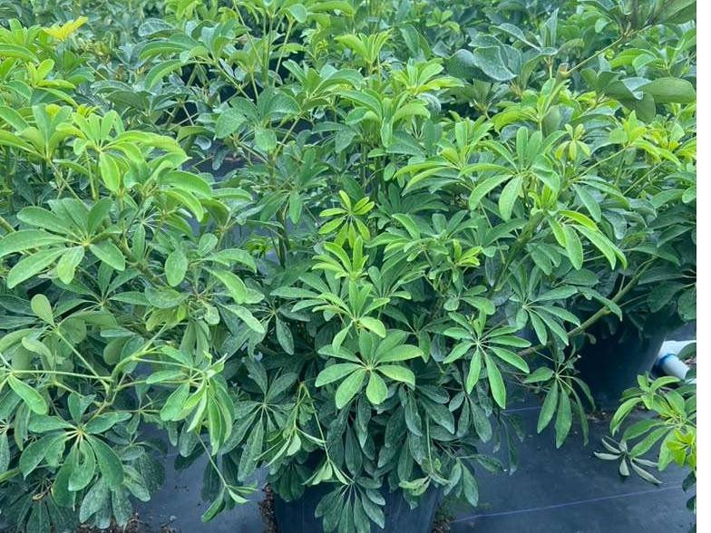 Clusia privacy plants in the nursery growing rows