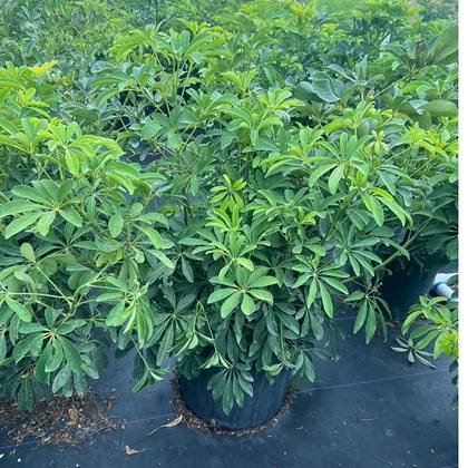 Grown in open ground conditions at 19995 SW 177th Ave — rows running back to the fence at Green Nursery LLC, Miami, Florida