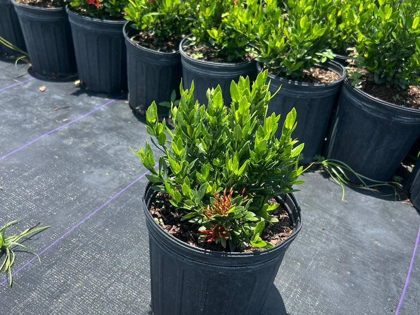 Clusia planted as a dense privacy screen in Miami-Dade