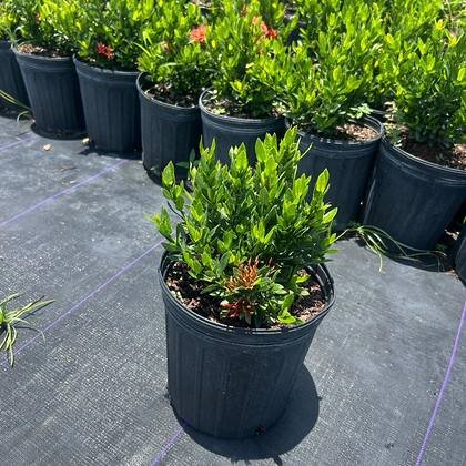 What you are actually buying when you buy grower-direct — container hedging, close up at Green Nursery LLC, Miami, Florida