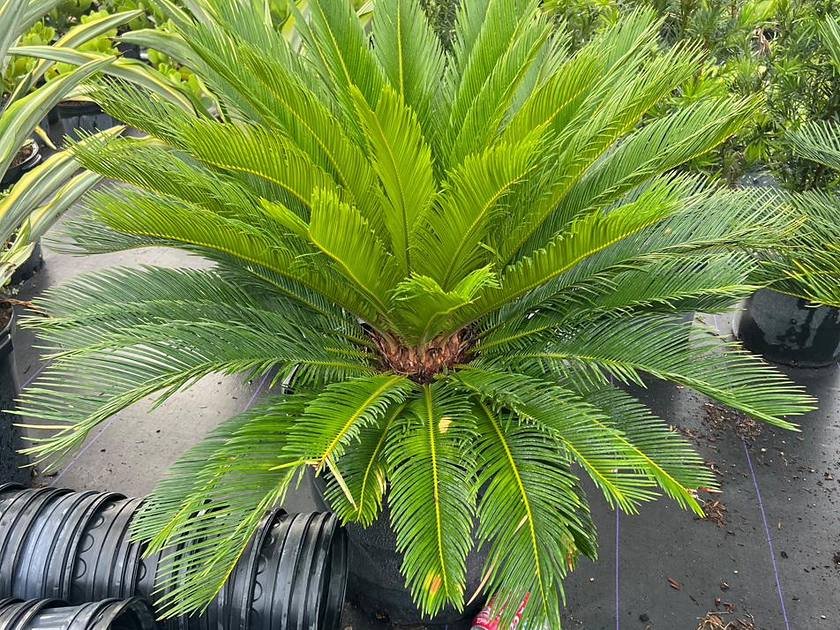 Variegated arboricola foliage that screens in shade