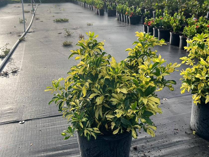 Salt-tolerant and screening stock growing side by side at a Miami-Dade nursery