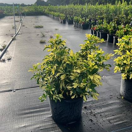 Grey-green foliage bred for salt wind and full exposure — silver-leaved coastal stock at Green Nursery LLC, Miami, Florida