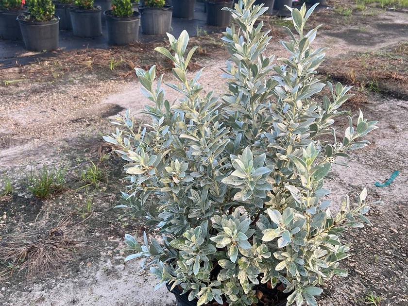 Silver buttonwood, a salt-tolerant Florida native