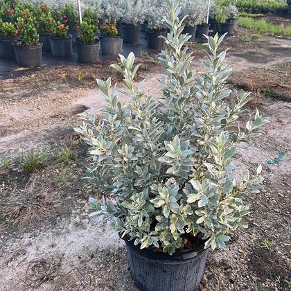 For properties close to the water in Miami-Dade — salt-tolerant plants in rows at Green Nursery LLC, Miami, Florida