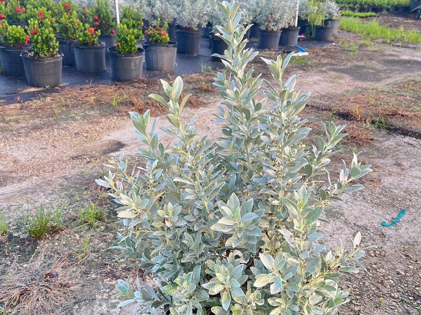 Container-grown nursery stock staged for delivery at Green Nursery LLC in Miami