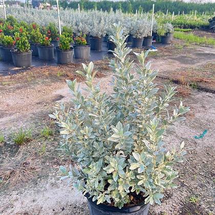 Grown in full exposure so nothing softens in the pot — silver foliage under open sky at Green Nursery LLC, Miami, Florida