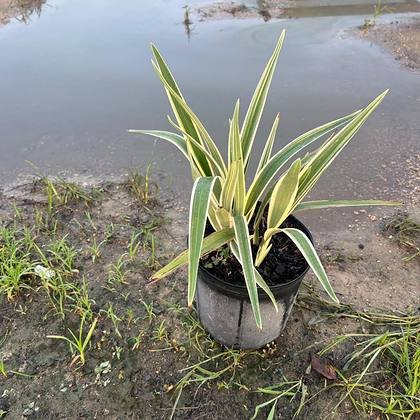 The plants that survive a boundary facing open water — coastal planting stock at Green Nursery LLC, Miami, Florida