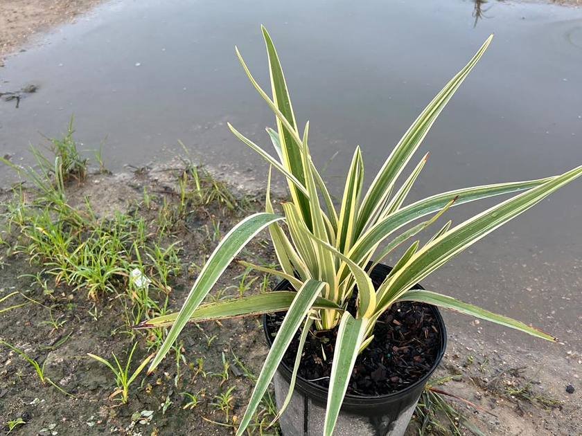 Irrigation lines running between container rows at Green Nursery LLC in Miami