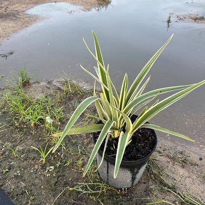 The waxy surface that makes salt tolerance possible — grey-green leaf, close up at Green Nursery LLC, Miami, Florida