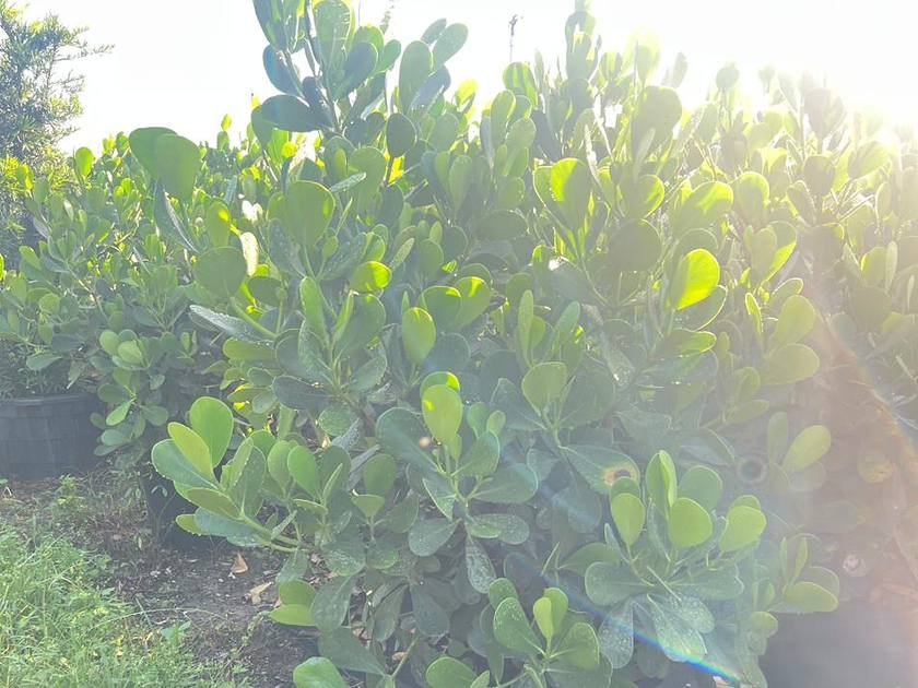 Salt-tolerant native-style planting stock in the growing rows at Green Nursery, Miami