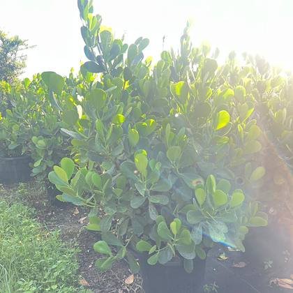 Grown without shade cloth on purpose — exposure-hardened stock at Green Nursery LLC, Miami, Florida