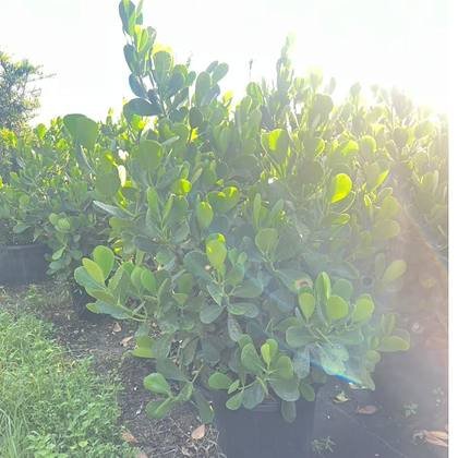 A colour break against the deep green blocks — silver tones in the yard at Green Nursery LLC, Miami, Florida