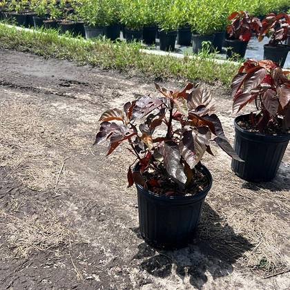 Hedging that will take salt spray without burning — coastal screening plants at Green Nursery LLC, Miami, Florida