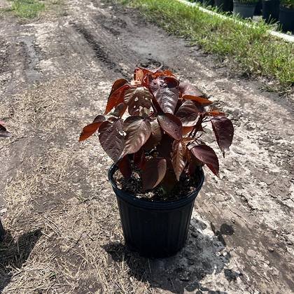 Grown for Cutler Bay, Palmetto Bay and the coastal strip — salt-hardy rows at Green Nursery LLC, Miami, Florida