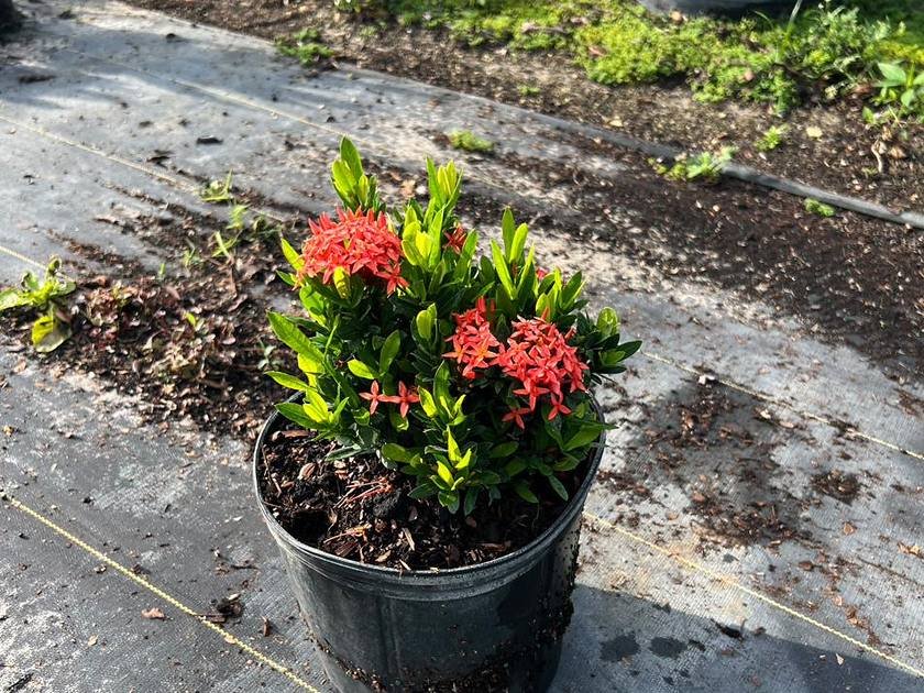 Silver buttonwood growing rows