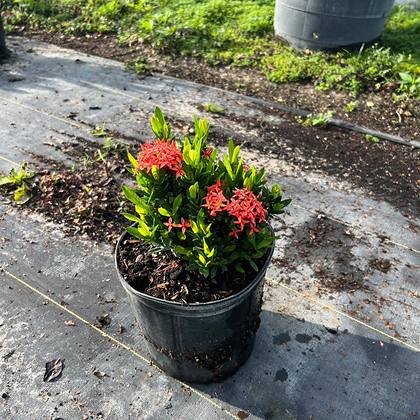 Part of the yard given over to coastal-tolerant material — silver stock, wide view at Green Nursery LLC, Miami, Florida