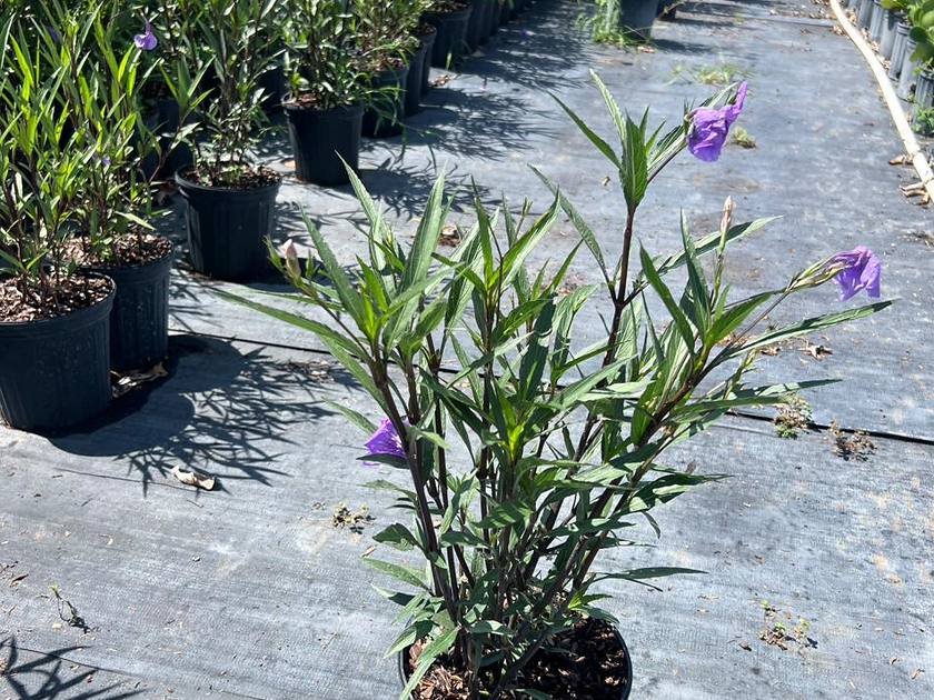 Rows of silver buttonwood container stock grown for coastal and salt-tolerant planting