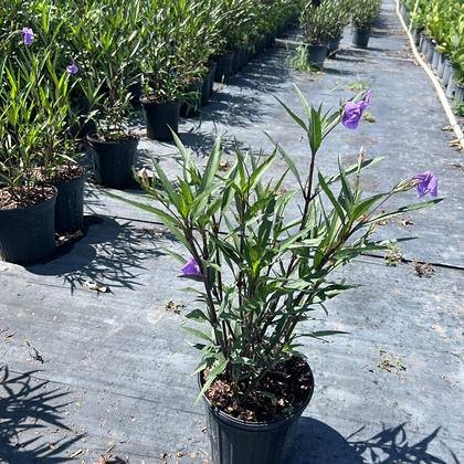 Narrow, tough leaf that sheds wind rather than tearing — wind-tolerant foliage at Green Nursery LLC, Miami, Florida