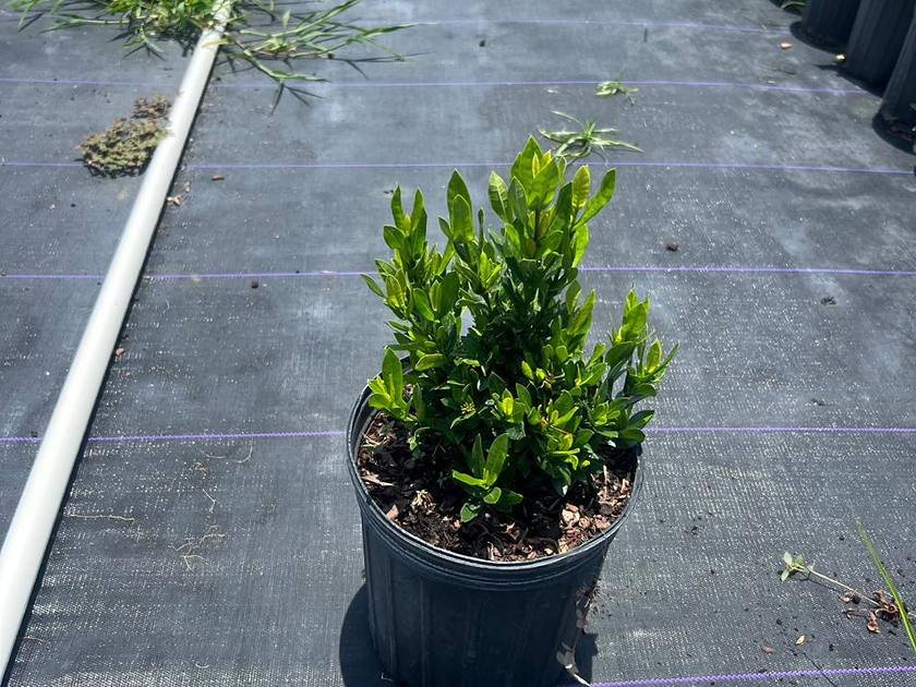 A larger installation of silver buttonwood along an exposed edge