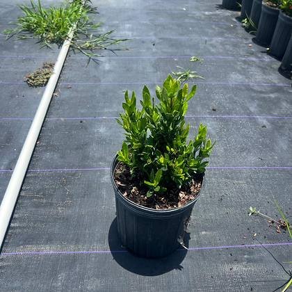 Contrast planting for a green-heavy scheme — grey foliage block at Green Nursery LLC, Miami, Florida