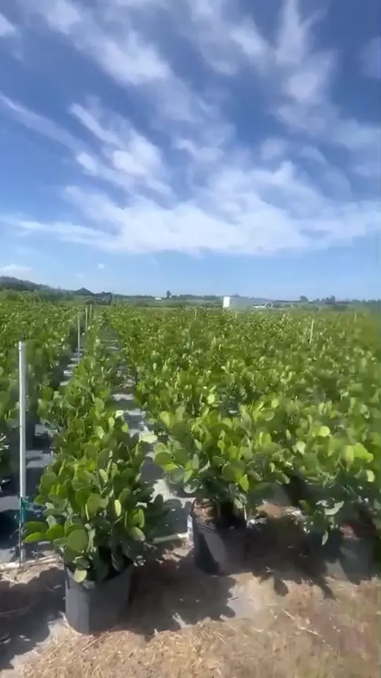 Rows of container-grown nursery plants at Green Nursery in Miami