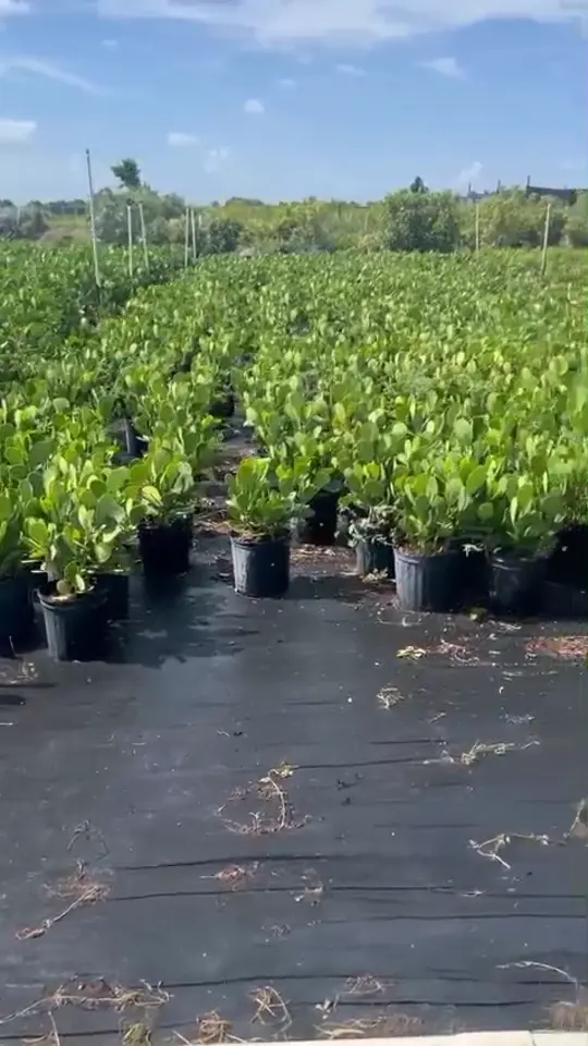 Nursery stock growing under South Florida sun at Green Nursery