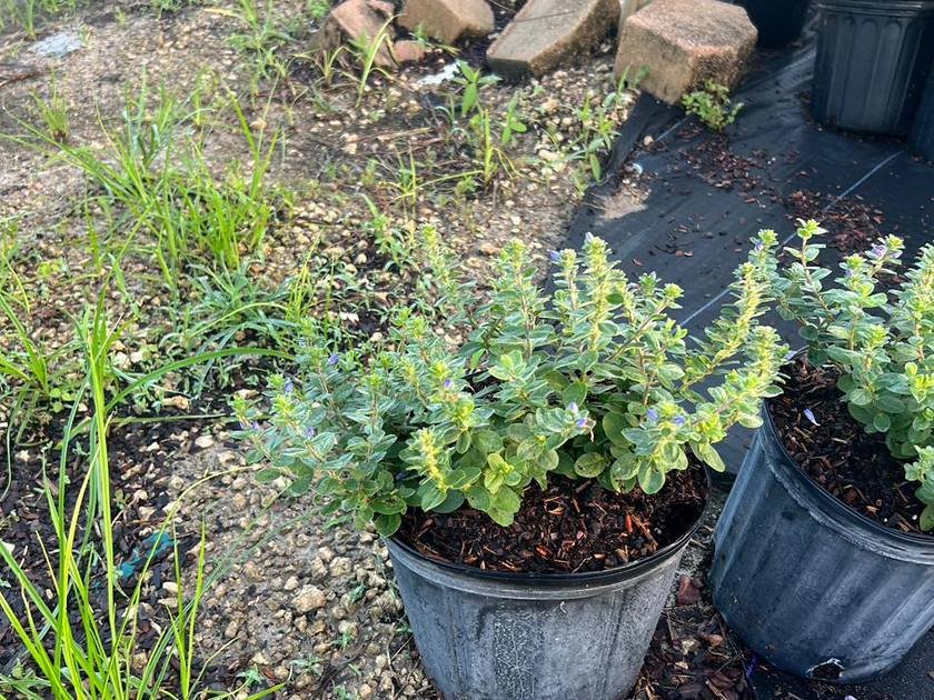 Nursery shrubs in containers ready for planting