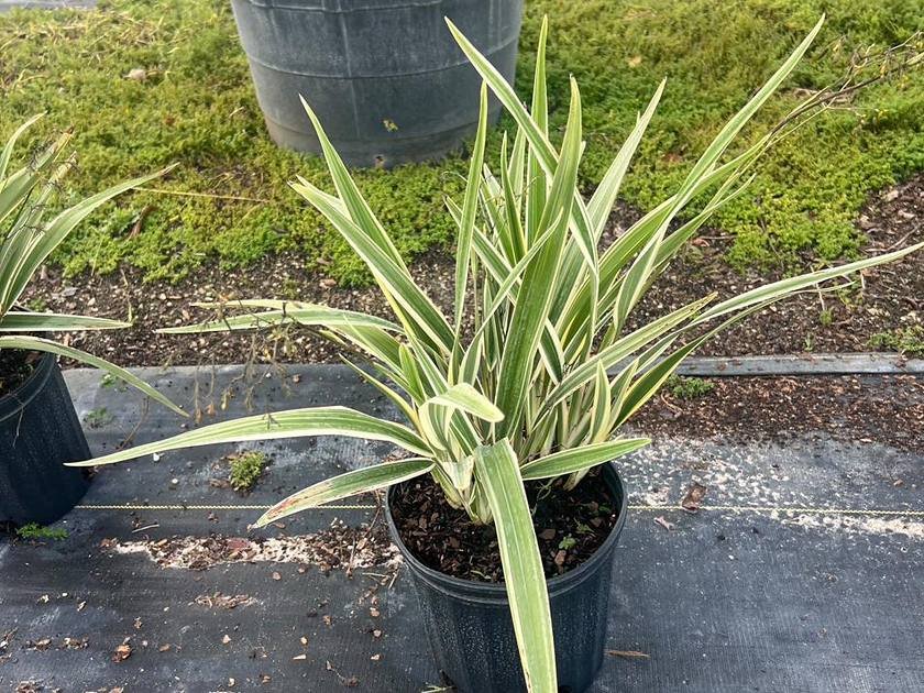 Accent and border planting stock in nursery containers at Green Nursery, Miami