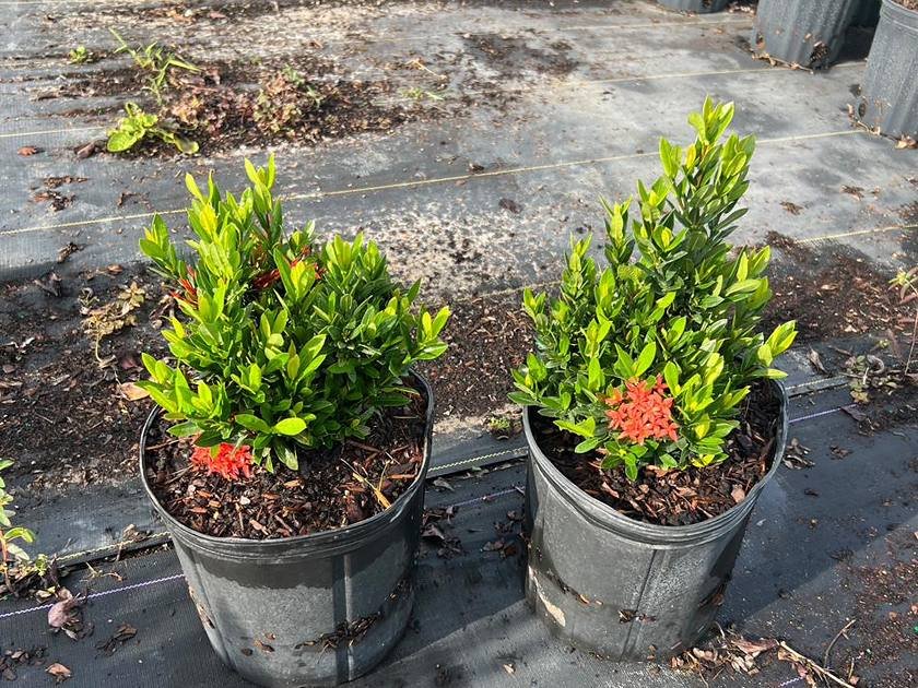 Mulched container growing beds at Green Nursery LLC in Miami-Dade, Florida