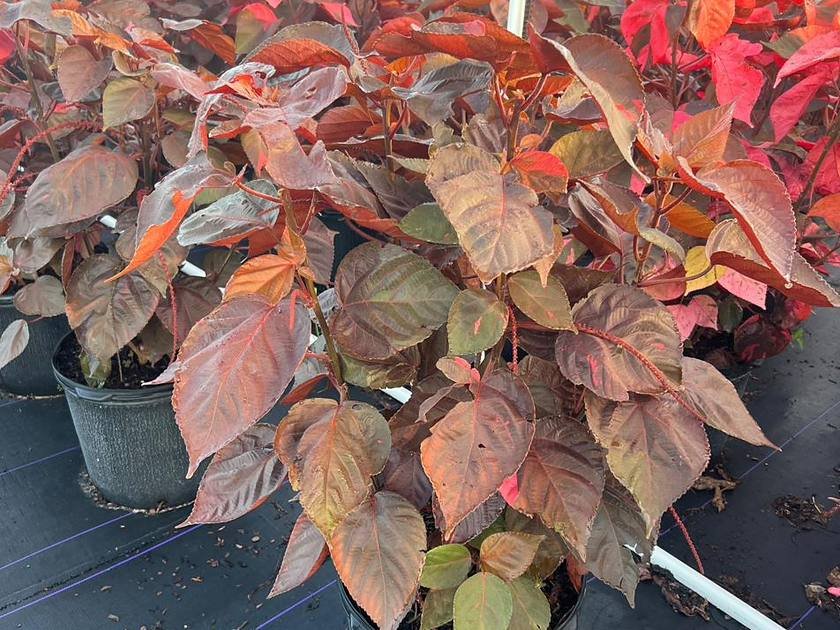 Mixed colour and foliage planting stock ready for a residential landscape project in Miami
