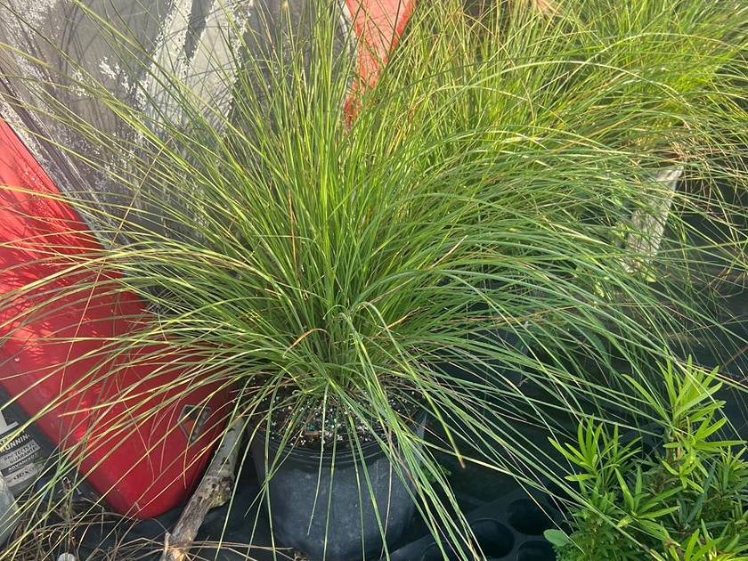Healthy pest-free foliage on container-grown nursery stock at Green Nursery, Miami
