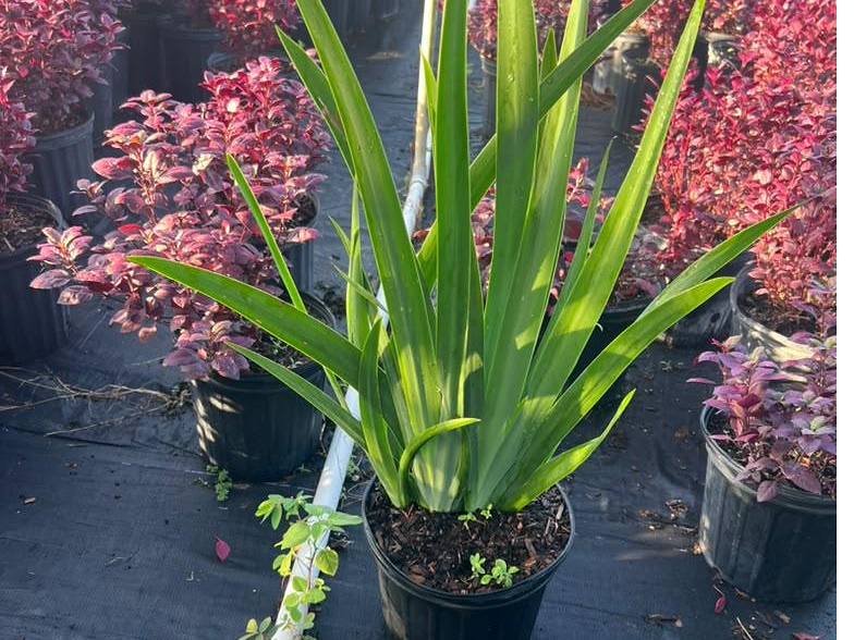 Copperleaf shrubs with mulched beds at a Miami nursery