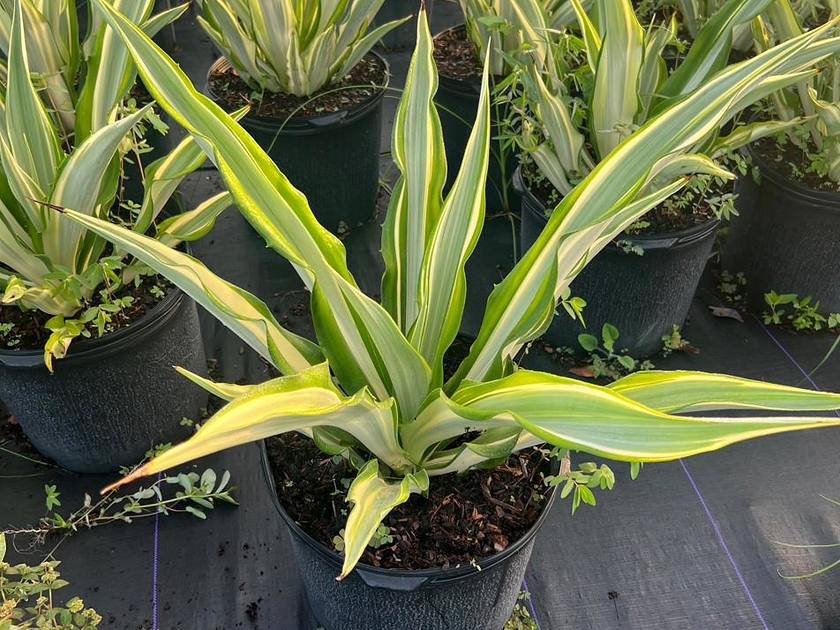 Healthy variegated foliage on container-grown nursery stock at Green Nursery, Miami