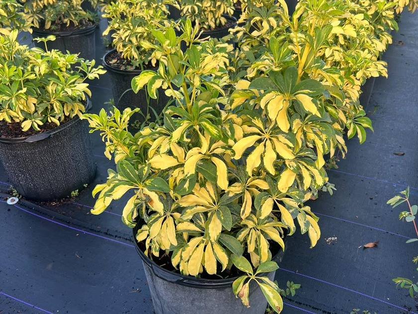 Variegated flax lily in a nursery container at a Miami nursery