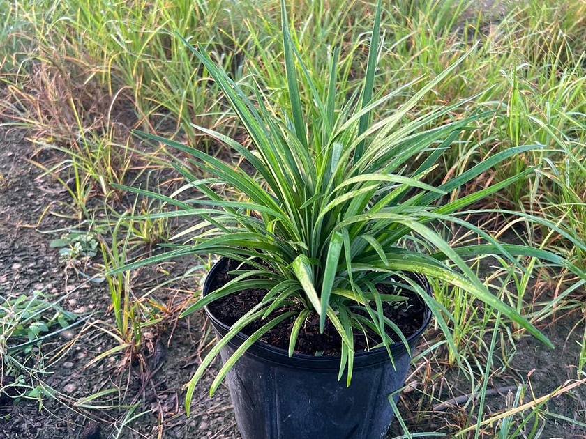 Uniform nursery stock grown for commercial landscaping projects in Miami-Dade