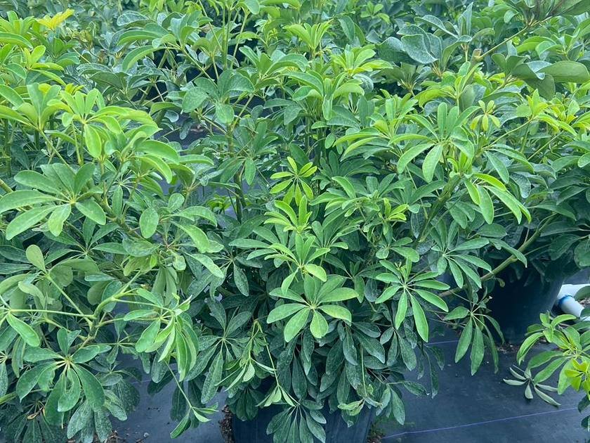 Dense container-grown privacy hedge plants ready for installation at Green Nursery, Miami