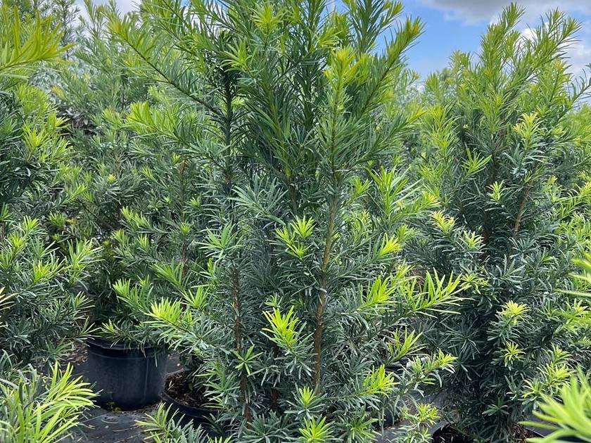 Nursery stock ready for delivery to Doral, Florida